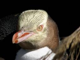 Yellow-eyed Penguin